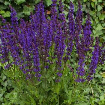 Шалфей Salvia nemorosa ‘Night Field’ 